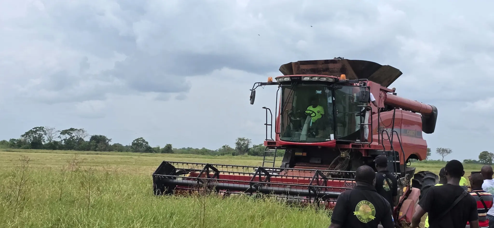 Combine harvester operating in a mature rice field