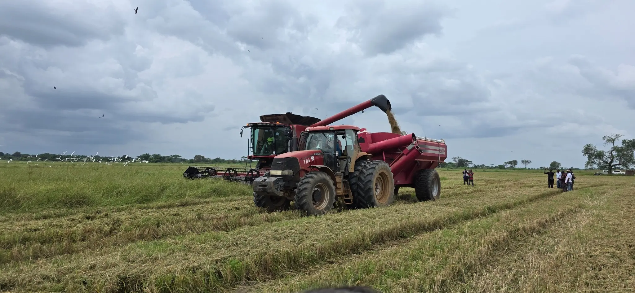 Combine harvester and tractor working in a Fambul Rice field